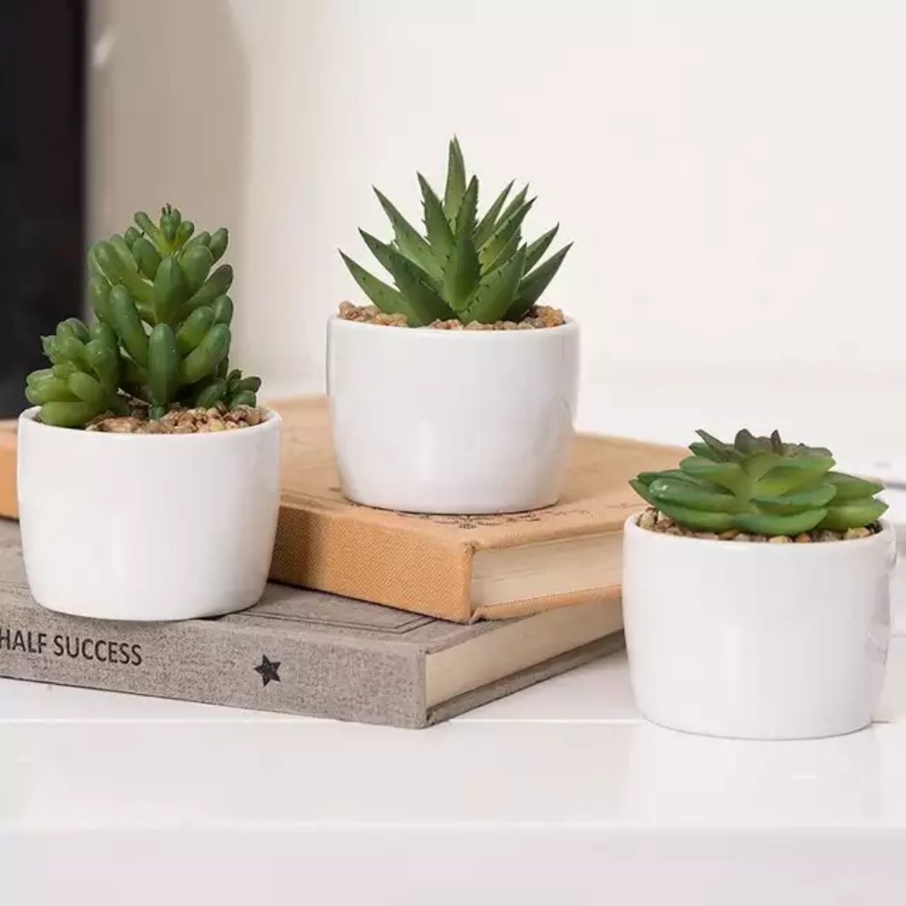 Set of 3 succulent plants in modern round pots